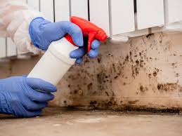 Best Mold Odor Removal Services  in USA